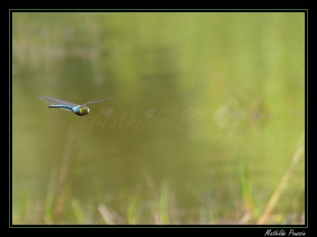 Anax empereur - Anax imperator